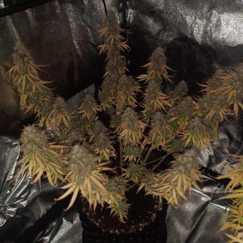 Break-up Cake AUTO 2x - beginner grow. Week 12