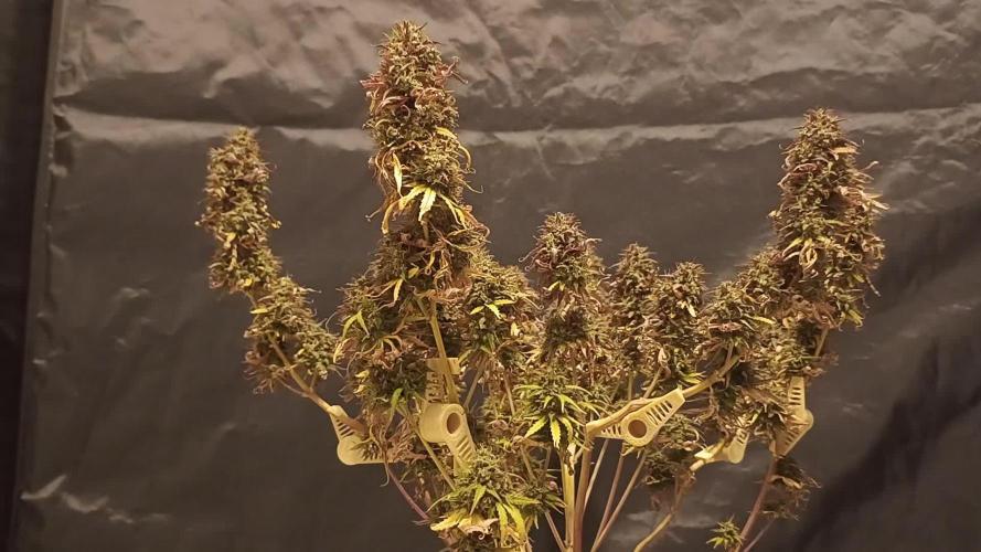 Break-up Cake AUTO 2x - beginner grow