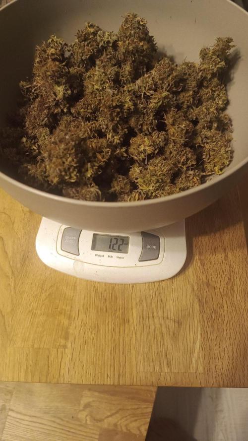 Break-up Cake AUTO 2x - beginner grow. Week 12 - Left pot