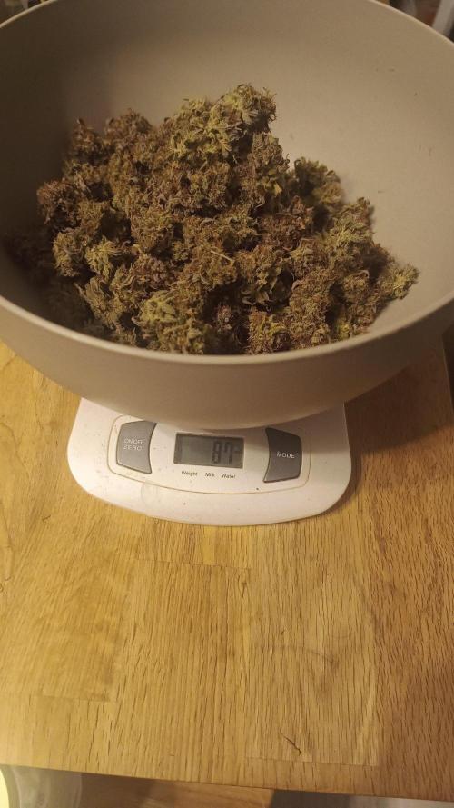 Break-up Cake AUTO 2x - beginner grow. Week 12 - Right pot