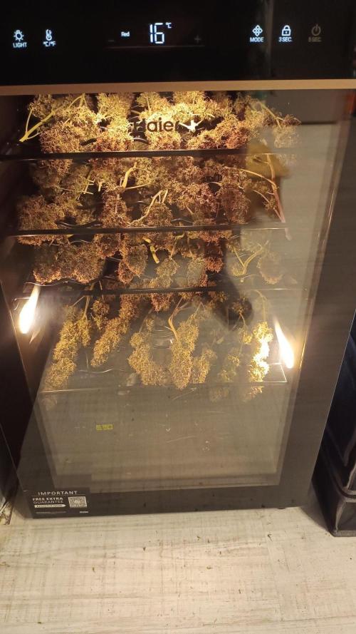 Break-up Cake AUTO 2x - beginner grow. Week 12 - Milky way-  top shelf
Right pot - middle shelf
Left pot - bottom shelf