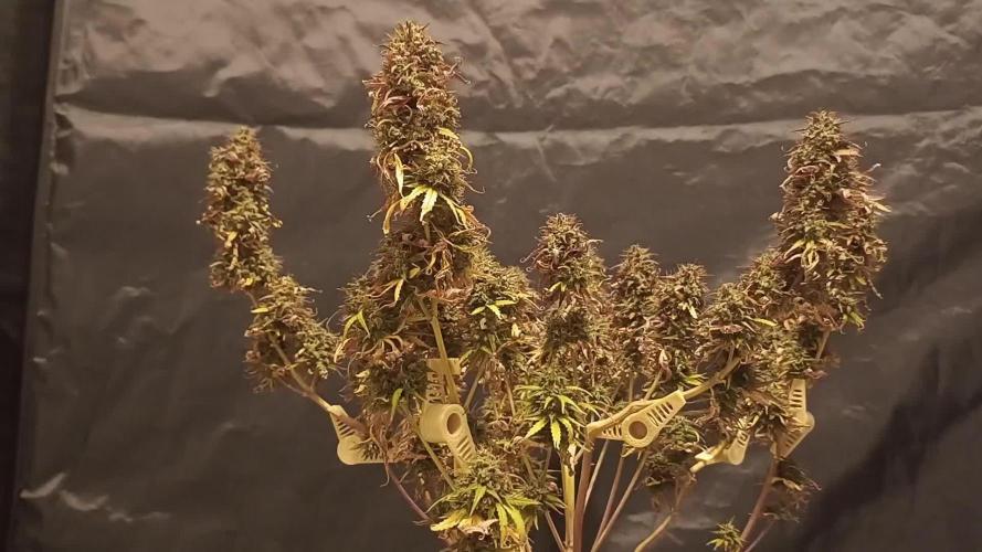 Break-up Cake AUTO 2x - beginner grow