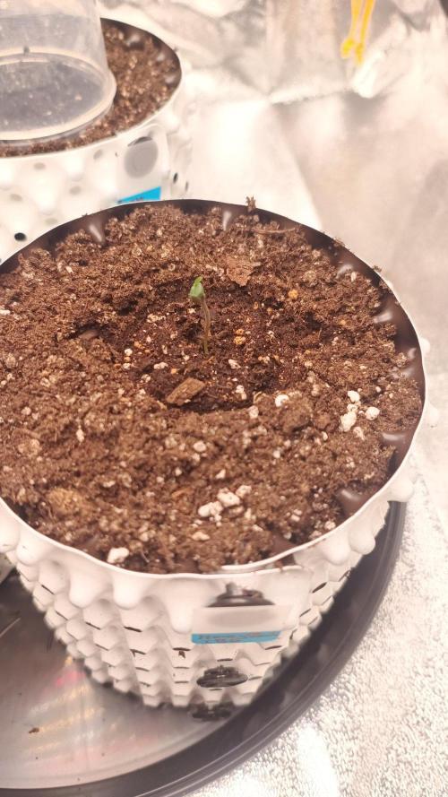 Honey Peach - Sweet CBD. Week 0 - 04. 09.
