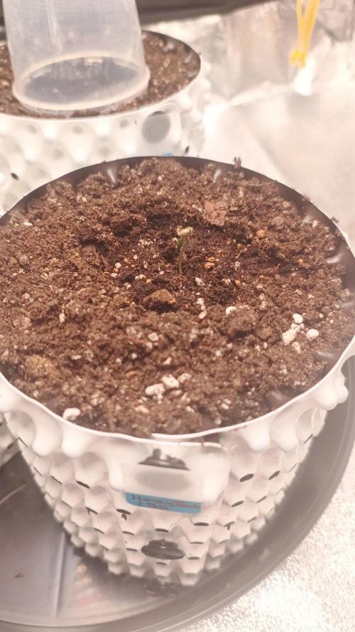 Honey Peach - Sweet CBD. Week 0 - 03. 09.