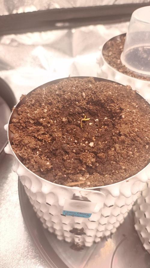 Lemon Cherry Cookies - FastBuds autumn. Week 0 - 03. 09.