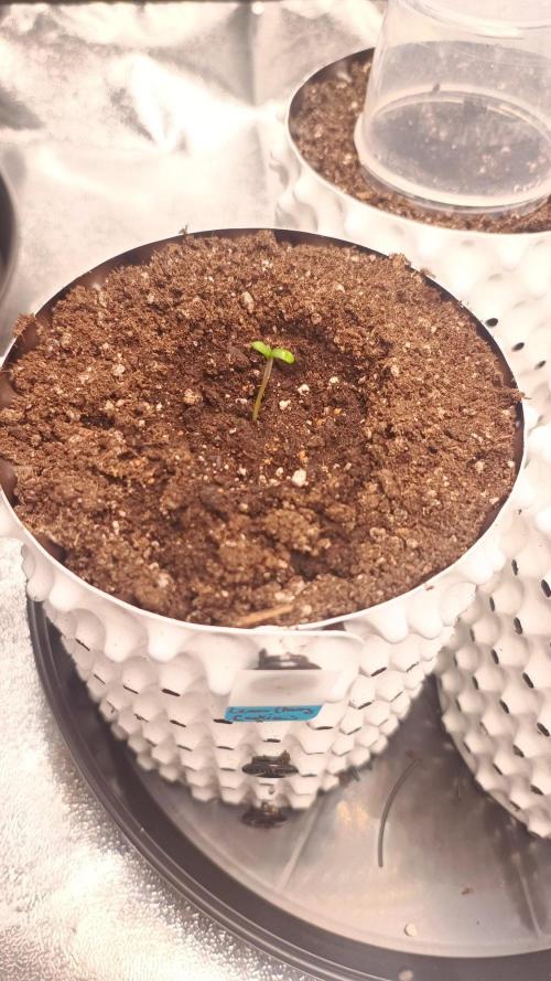 Lemon Cherry Cookies - FastBuds autumn. Week 0 - 04. 09.