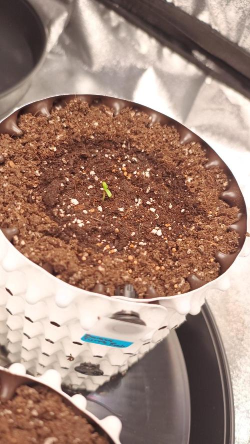 Banana Purple Punch - FastBuds autumn. Week 0 - 04. 09.