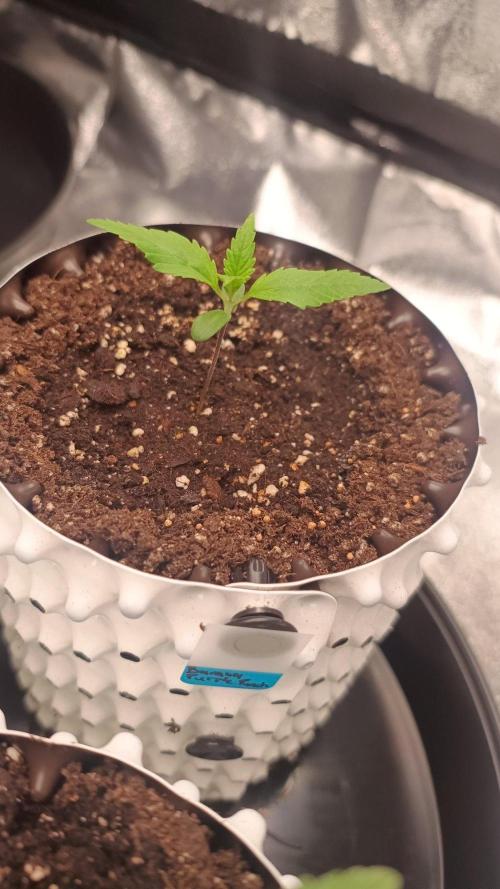 Banana Purple Punch - FastBuds autumn. Week 1 - 11. 09.