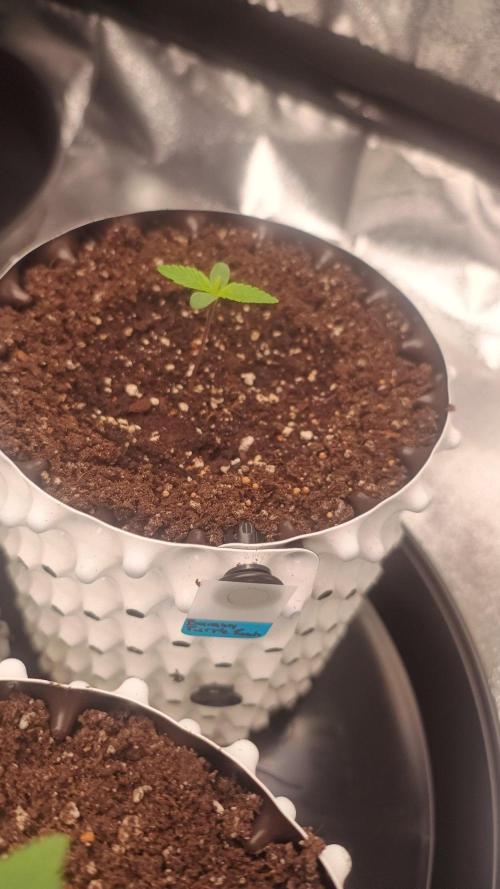 Banana Purple Punch - FastBuds autumn. Week 1 - 08. 09.