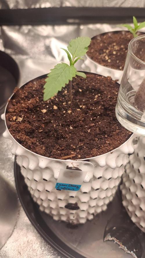 Lemon Cherry Cookies - FastBuds autumn. Week 1 - 11. 09.