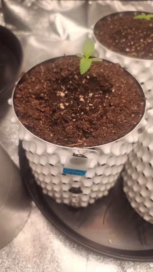 Lemon Cherry Cookies - FastBuds autumn. Week 1 - 08. 09.