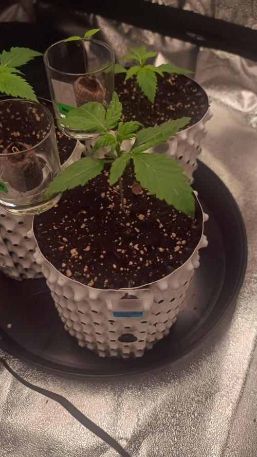 DR150w. Week 2