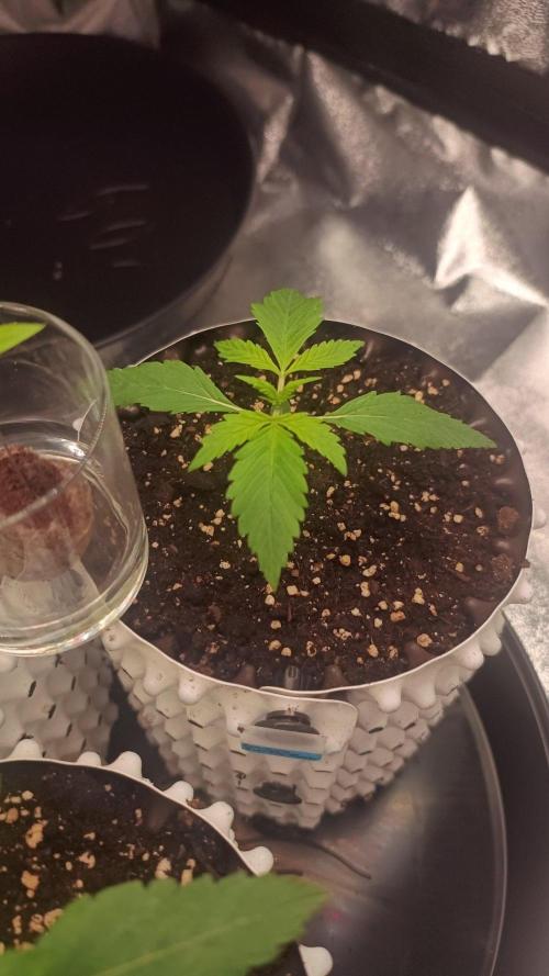 Banana Purple Punch Auto. Week 2