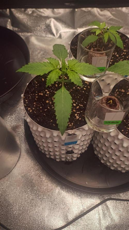 DR150w. Week 2