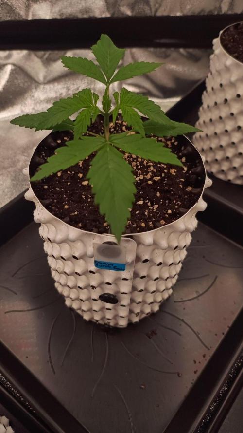 Banana Purple Punch Auto. Week 2