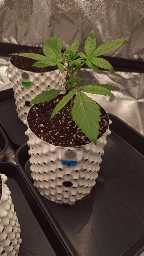 DR150w. Week 2