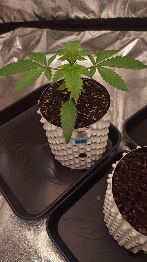 DR150w. Week 2