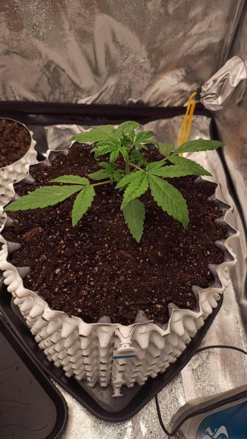 DR150w. Week 2