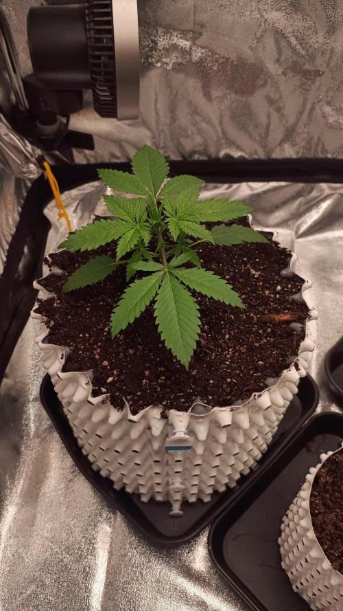 DR150w. Week 2