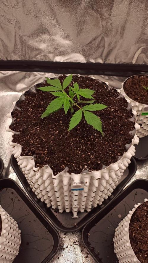 Banana Purple Punch Auto. Week 2