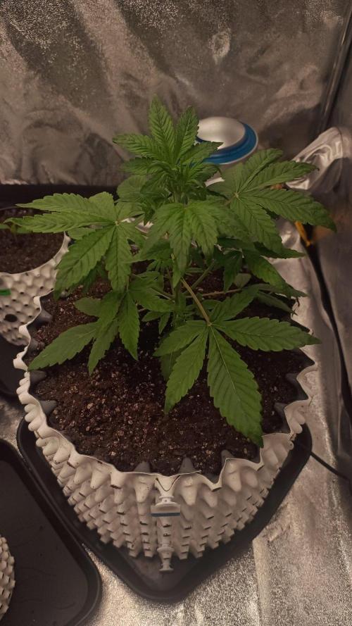 Honey Peach - Sweet CBD. Week 3 - 21. 09.