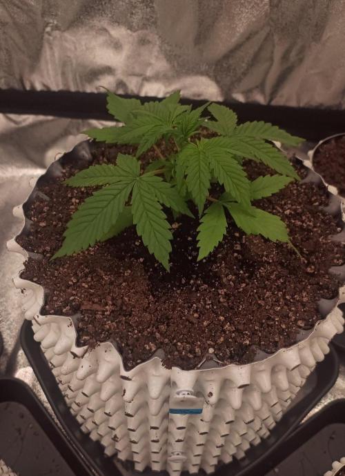 Banana Purple Punch Auto. Week 3