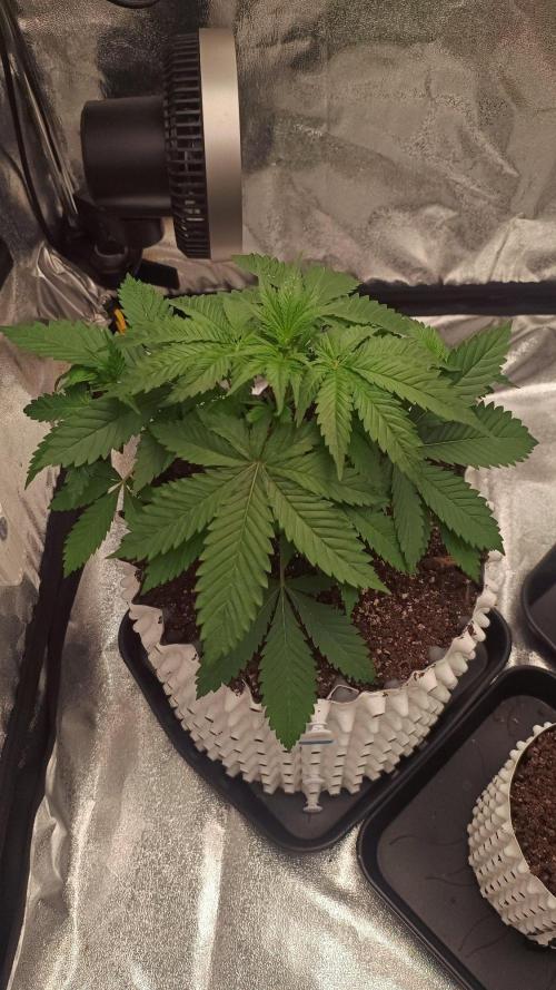 Lemon Cherry Cookies - FastBuds autumn. Week 3 - 23. 09.