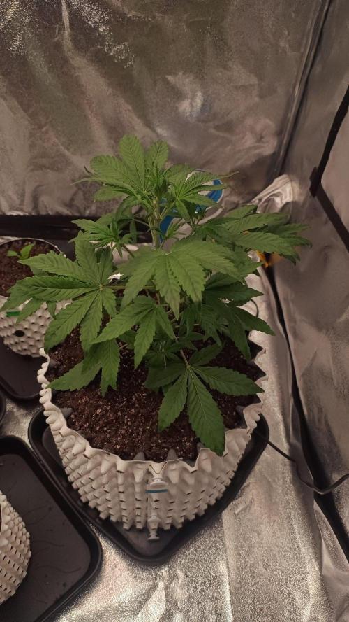 Honey Peach - Sweet CBD. Week 3 - 23. 09.