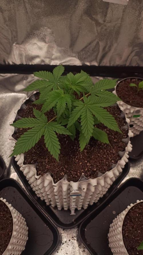 Banana Purple Punch - FastBuds autumn. Week 3 - 23. 09.