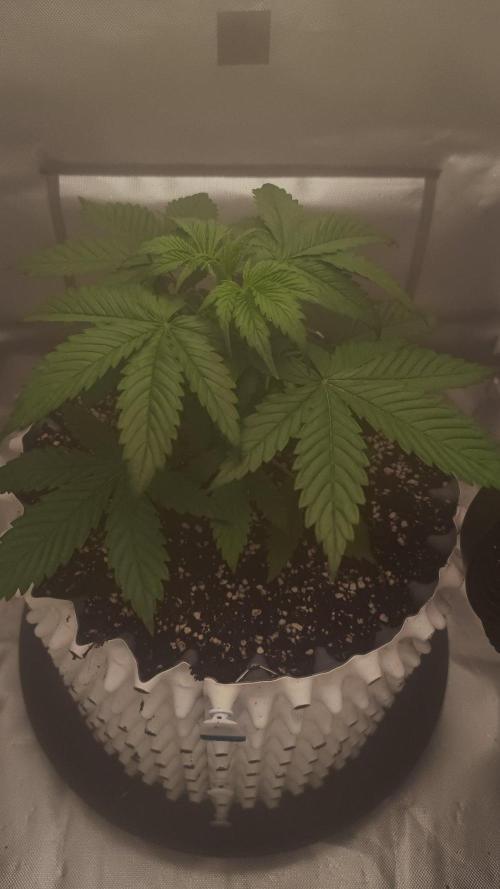 Banana Purple Punch - FastBuds autumn. Week 3 - 25. 09.
