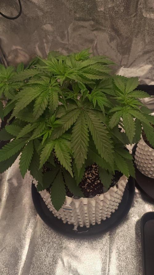 Lemon Cherry Cookies - FastBuds autumn. Week 3 - 25. 09.