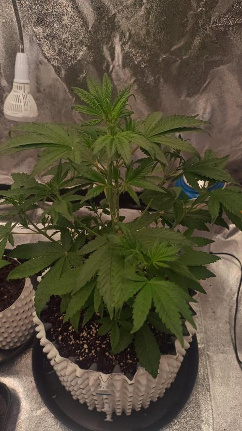 Honey Peach - Sweet CBD. Week 3 - 25. 09.
