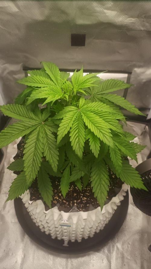 Banana Purple Punch - FastBuds autumn. Week 3 - 27. 08.