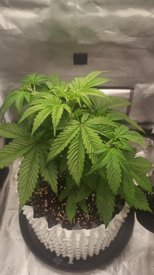 Banana Purple Punch Auto. Week 4