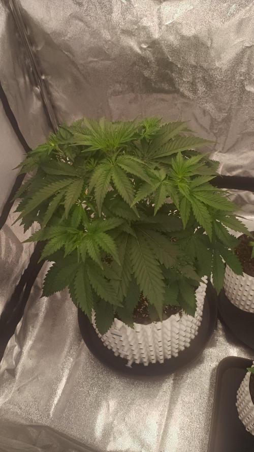 Lemon Cherry Cookies - FastBuds autumn. Week 3 - 27. 08.