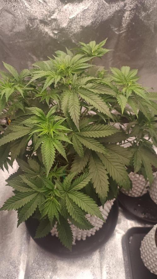 Lemon Cherry Cookies - FastBuds autumn. Week 4 - 28. 09. after LST
