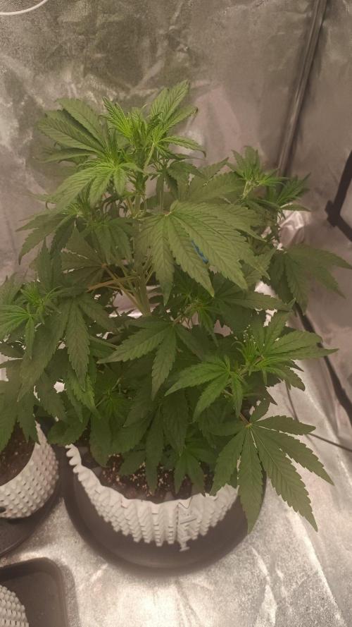 Honey Peach - Sweet CBD. Week 3 - 27. 08.