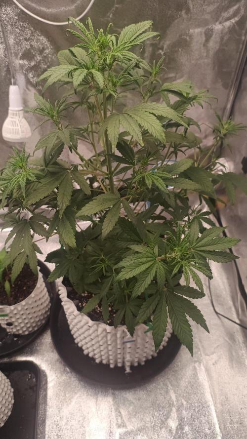 Honey Peach - Sweet CBD. Week 4 - 28. 09. after LST