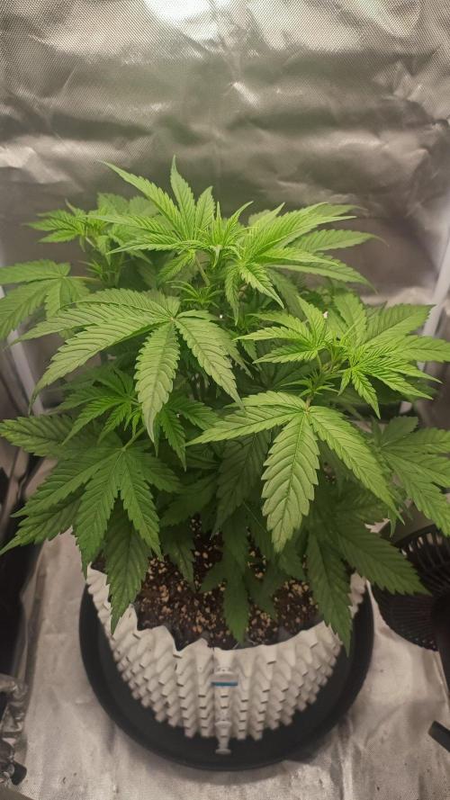 Banana Purple Punch Auto. Week 4