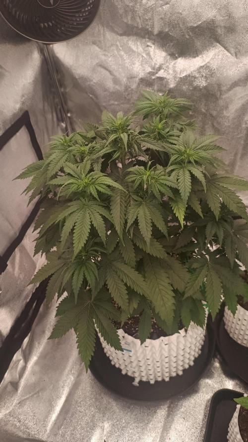 Lemon Cherry Cookies - FastBuds autumn. Week 4 - 30. 09.