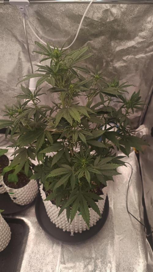 Honey Peach - Sweet CBD. Week 4 - 30. 09.