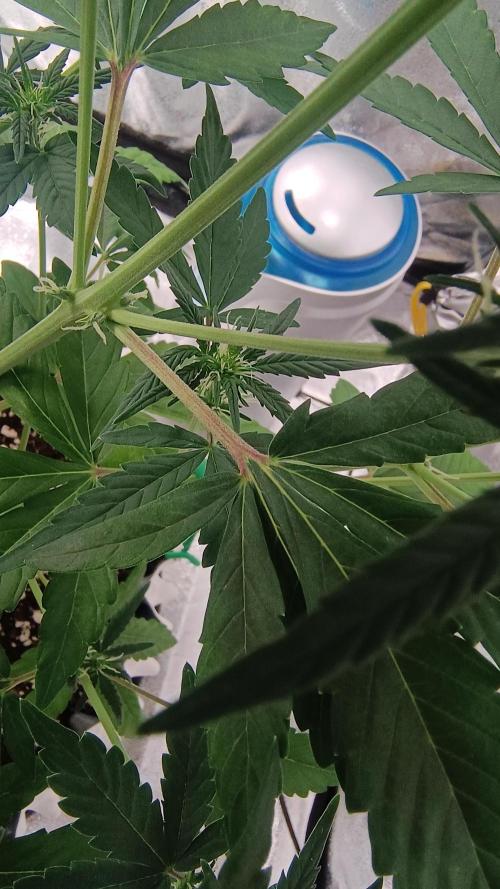 Honey Peach - Sweet CBD. Week 4