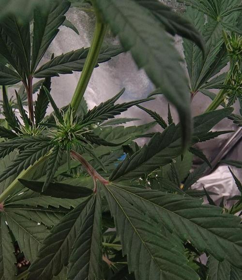 Honey Peach - Sweet CBD. Week 4