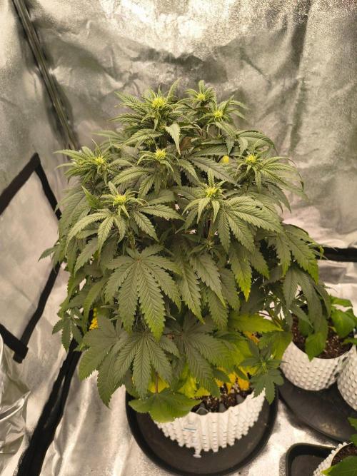 Lemon Cherry Cookies - FastBuds autumn. Week 4 - 04. 10.