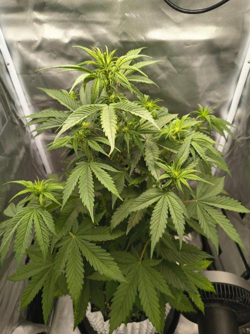 Banana Purple Punch Auto. Week 4