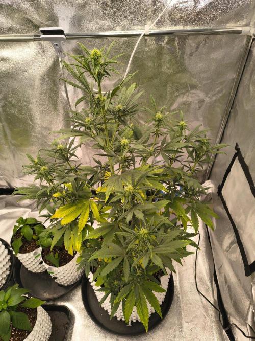 Honey Peach - Sweet CBD. Week 4 - 04. 10.