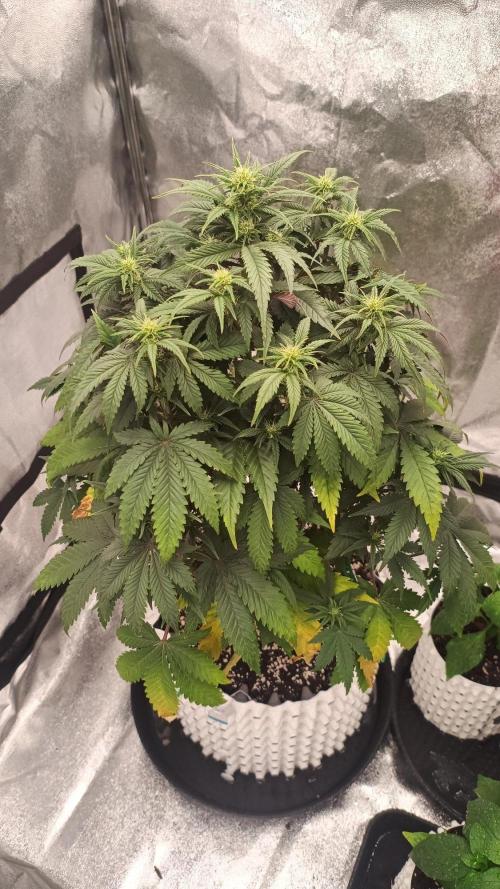 DR150w. Week 5