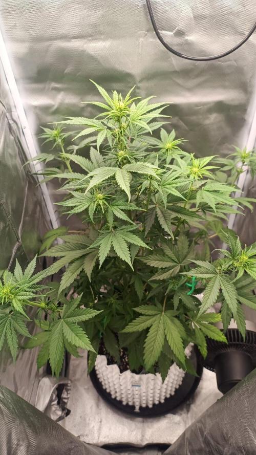 Banana Purple Punch Auto. Week 5