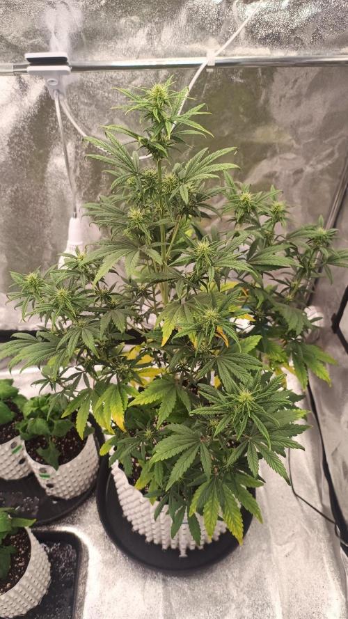 DR150w. Week 5