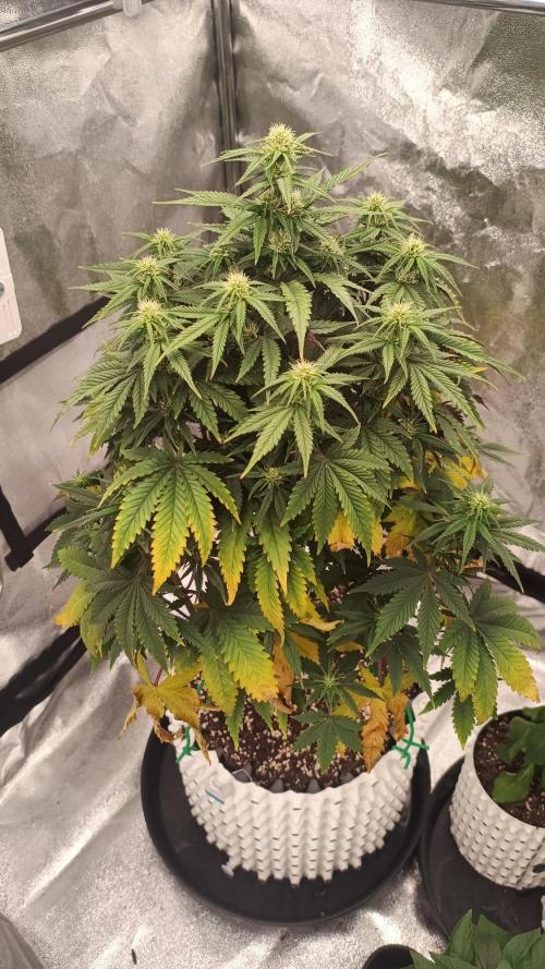 DR150w. Week 5